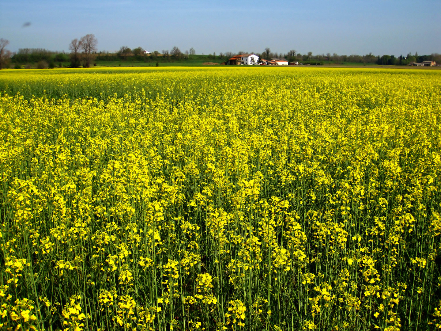 Primavera in giallo