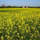 Primavera in giallo