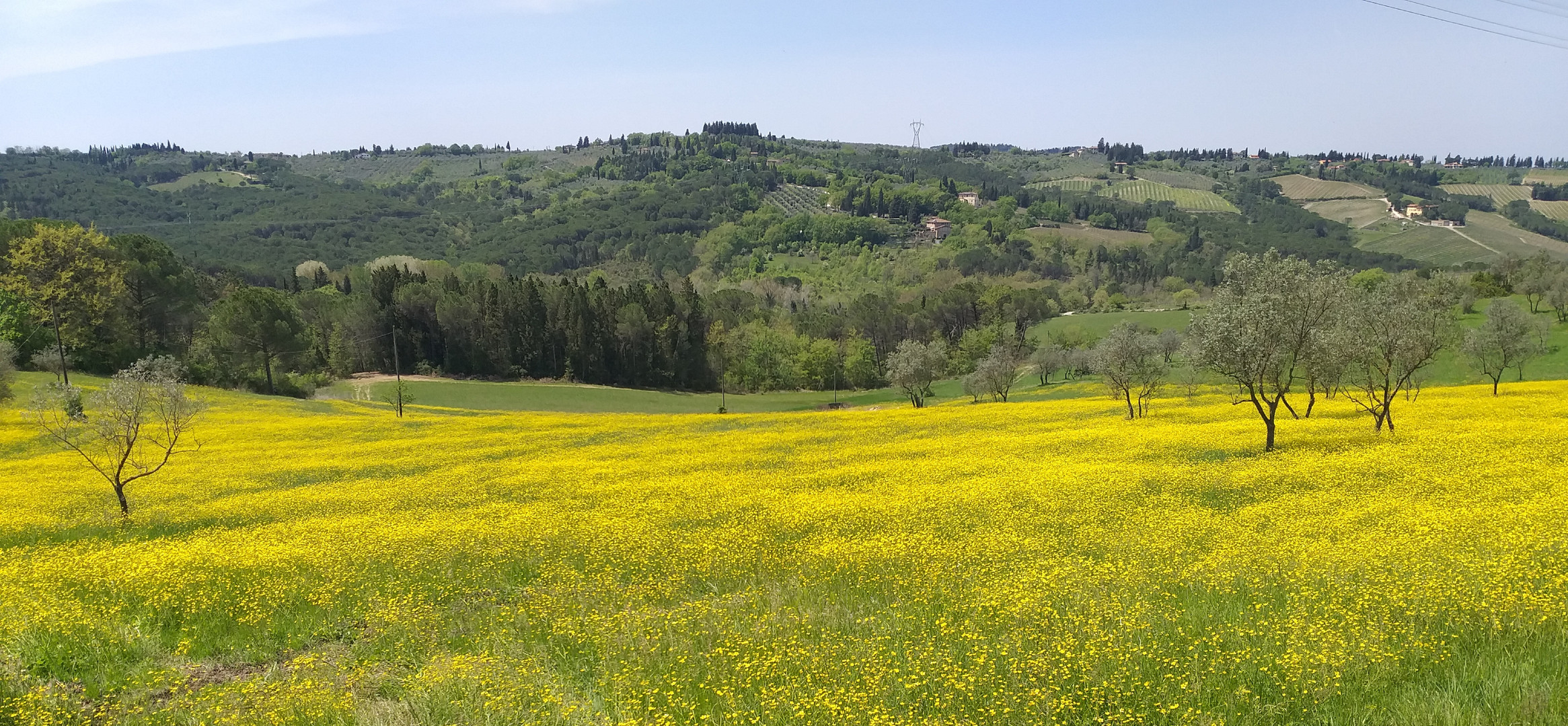 Primavera in giallo