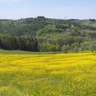 Primavera in giallo