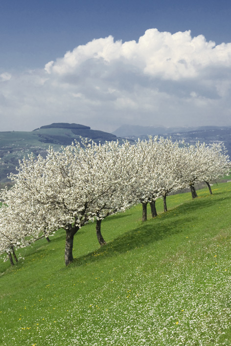 PRIMAVERA IN LESSINIA