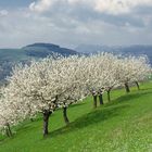 PRIMAVERA IN LESSINIA