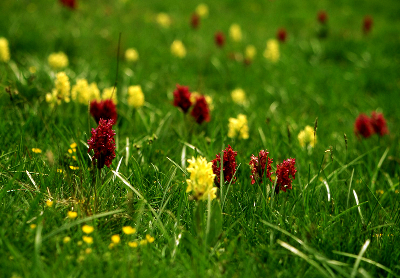 Primavera in Lessinia