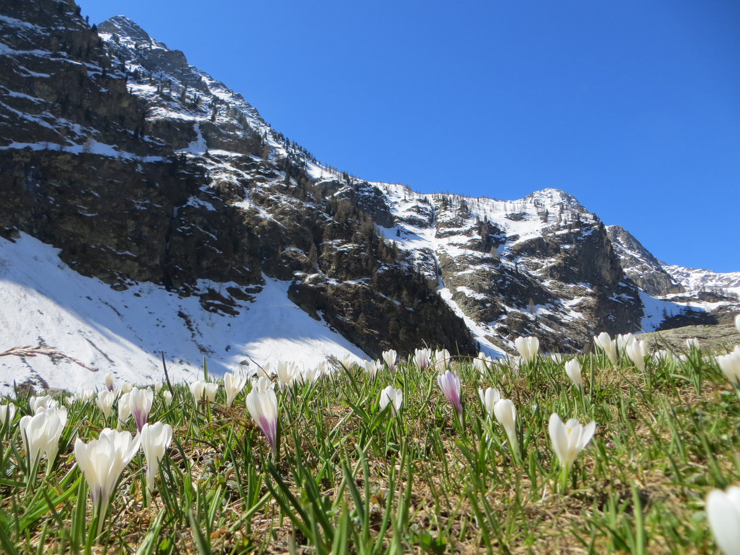 Primavera in montagna 2