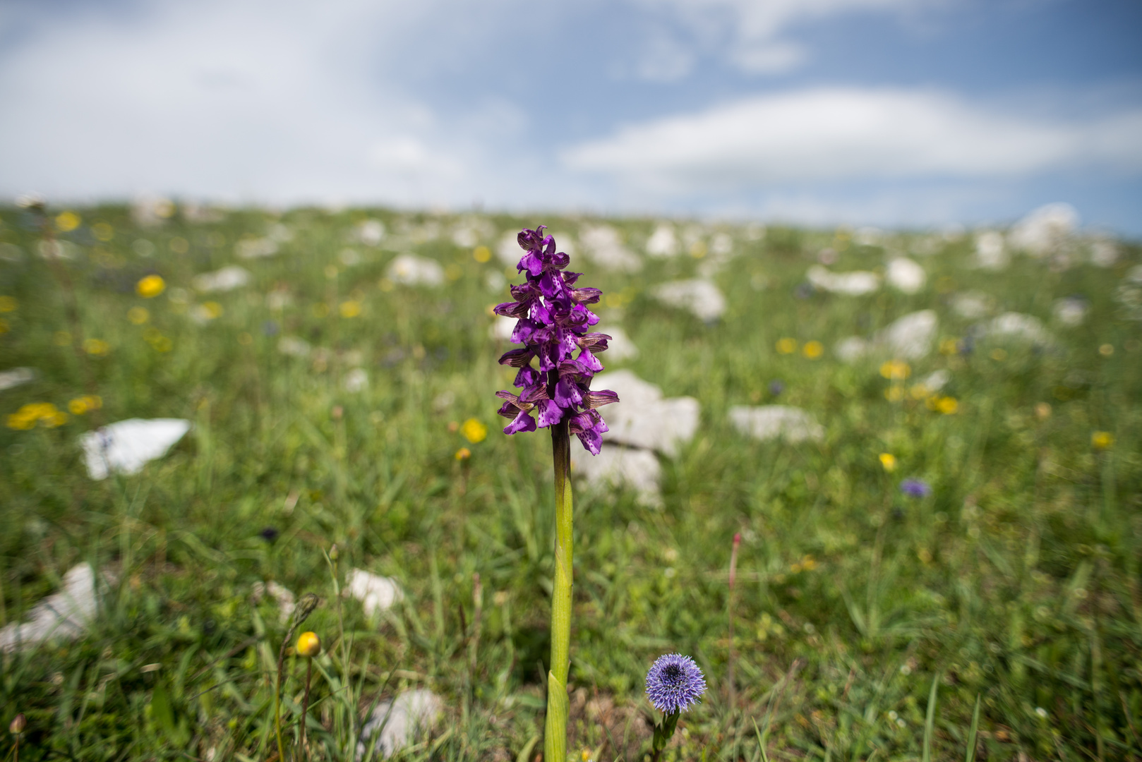 primavera in montagna