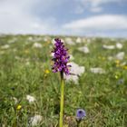 primavera in montagna