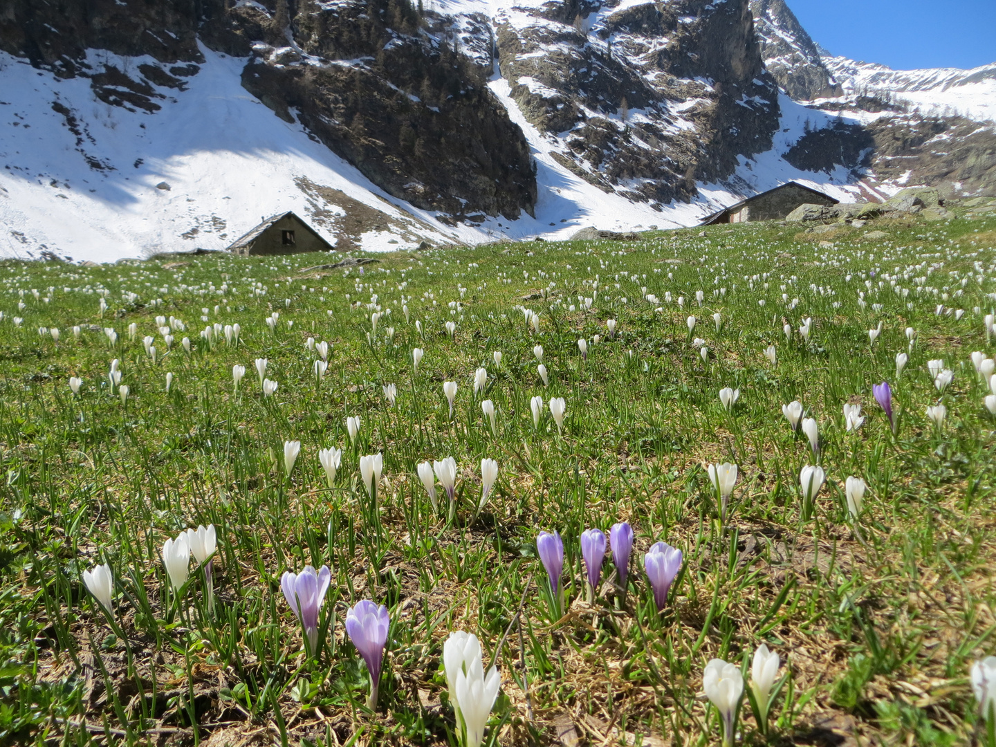 Primavera in montagna. Crocus