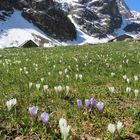 Primavera in montagna. Crocus