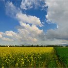 primavera in pianura