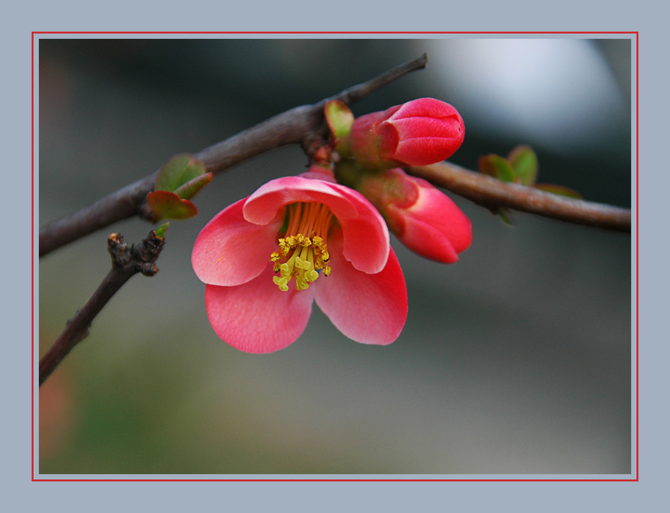 Primavera in rosso