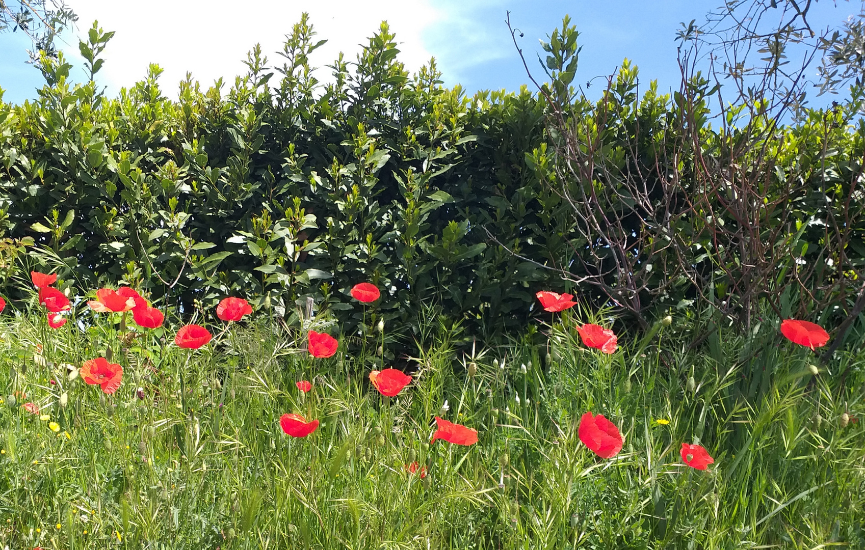 Primavera in rosso