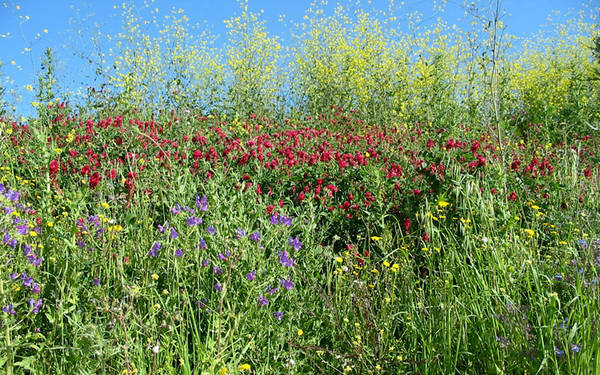 Primavera in Sicilia