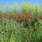 Primavera in Sicilia