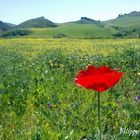 Primavera in Sicilia