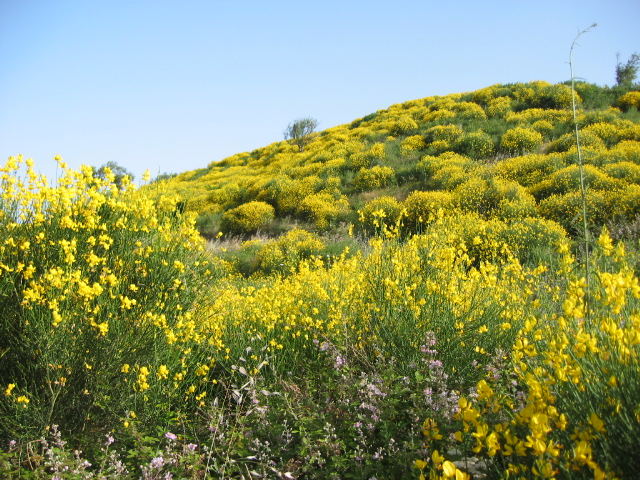 Primavera in Sicilia