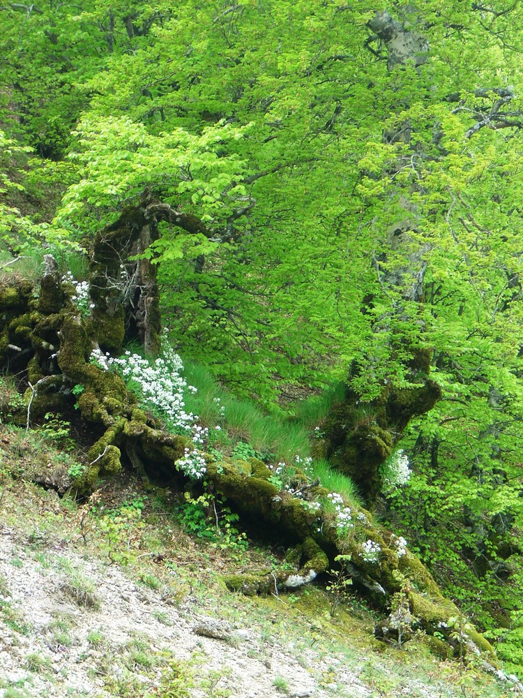 primavera in valnerina.