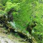 primavera in valnerina.