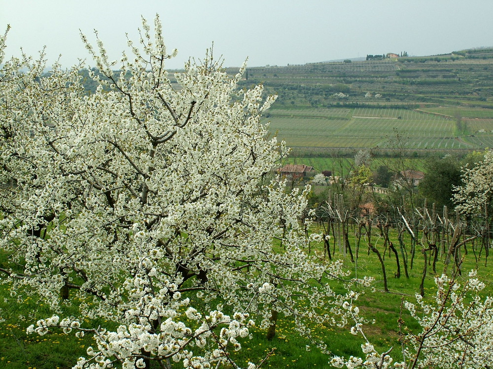 Primavera in Valpolicella