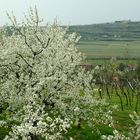 Primavera in Valpolicella