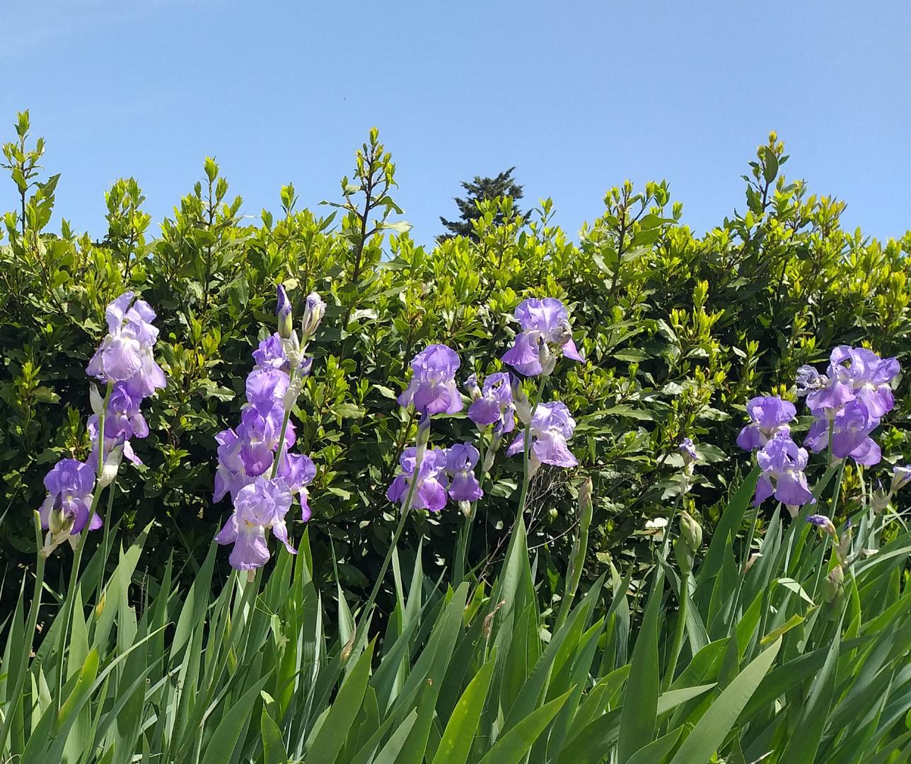 Primavera in violetto