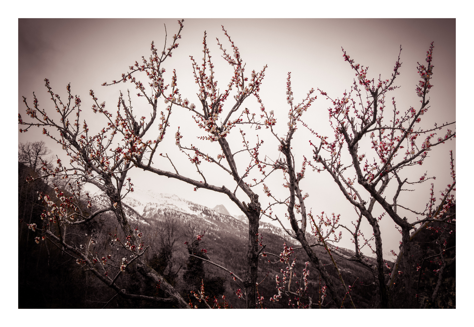 primavera invernale