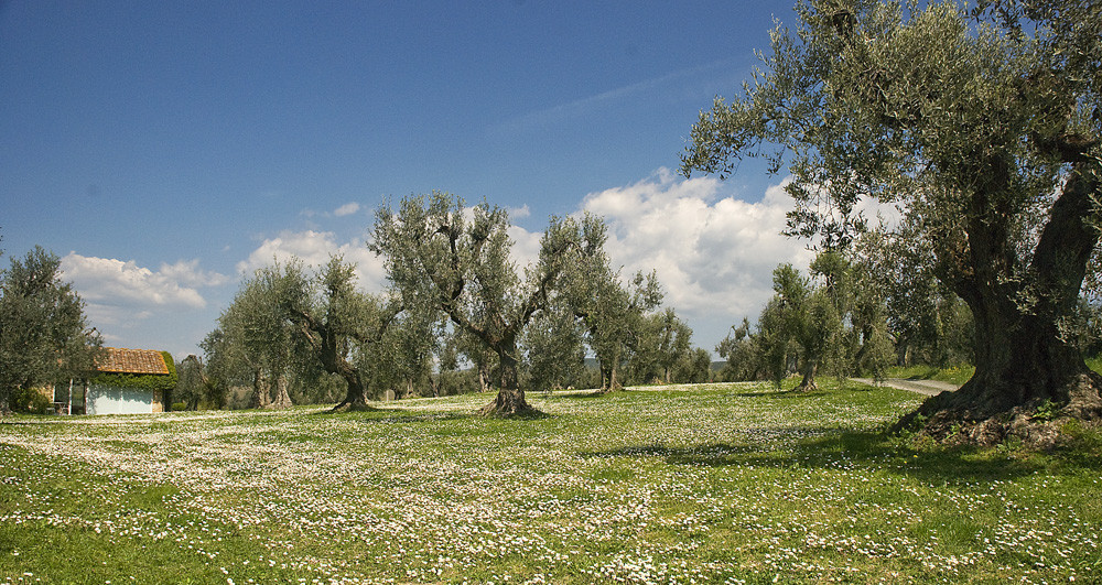 PRIMAVERA MAREMMANA