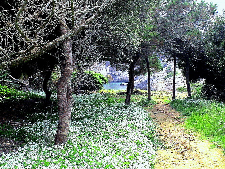 Primavera menorquina