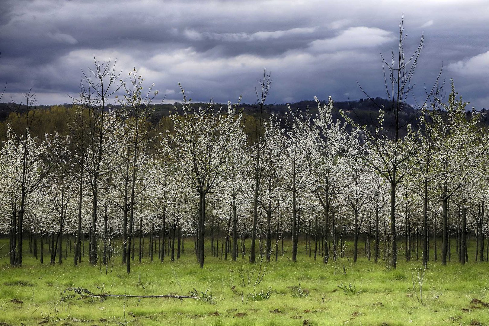 primavera monferrina (2)