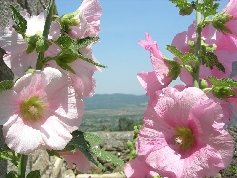 Primavera na Serra