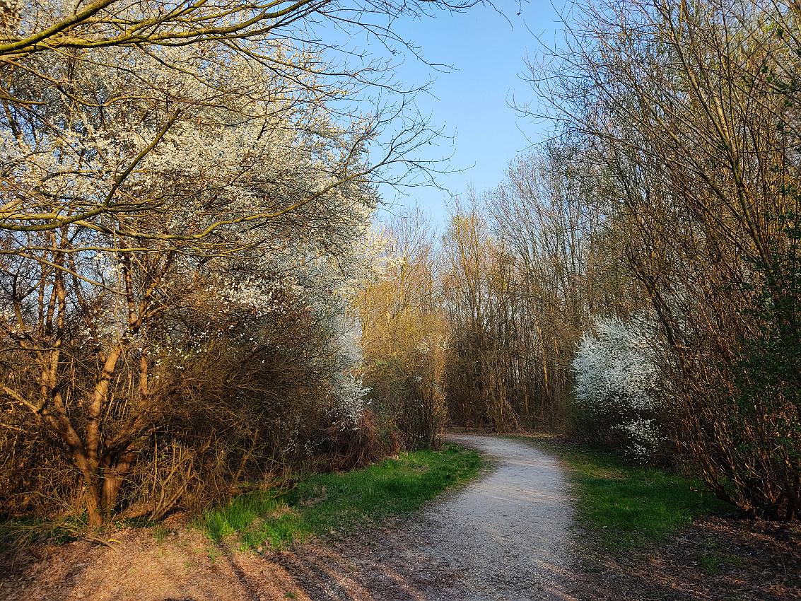 Primavera nel bosco di Mestre