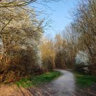 Primavera nel bosco di Mestre