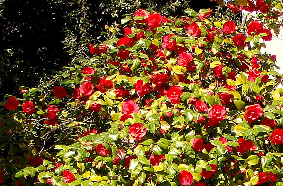 Primavera nel Ticino