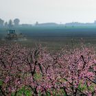 PRIMAVERA NELLA PIANURA PADANA