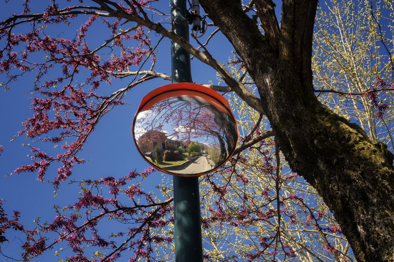 Primavera nello specchio