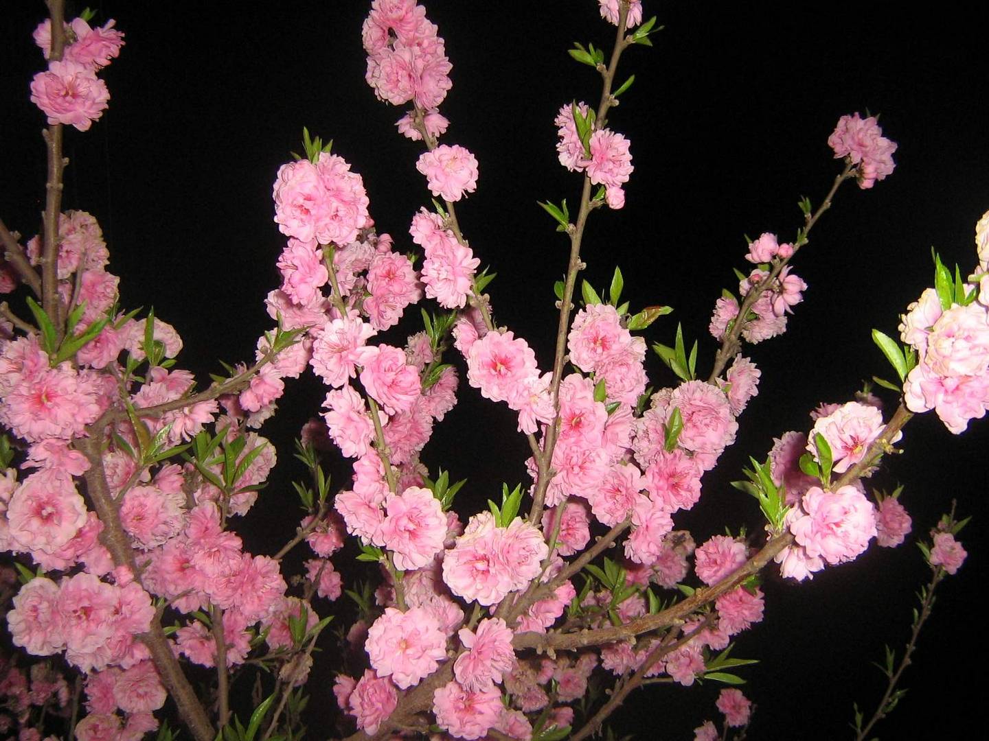 Primavera nocturna