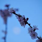 Primavera non bussa lei entra sicura.. come il fumo lei penetra in ogni fessura..