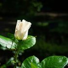 Primavera  nos ofrece sus tiernos capullitos de rosa.