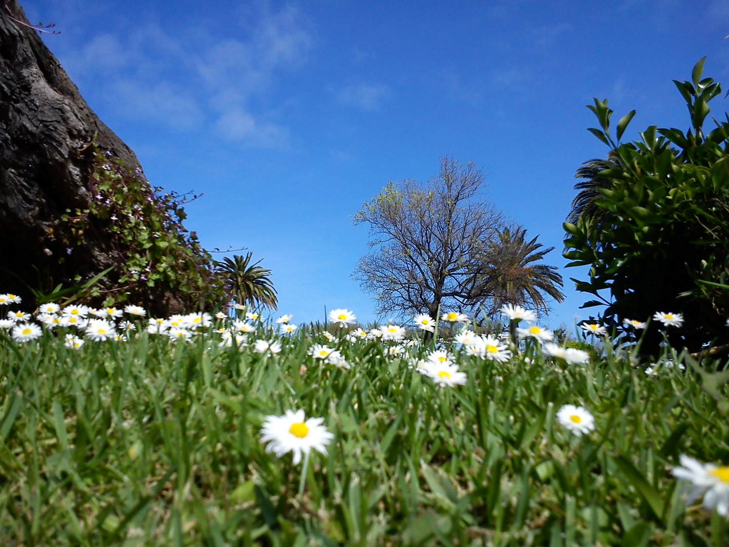 Primavera - Piquio - Santander