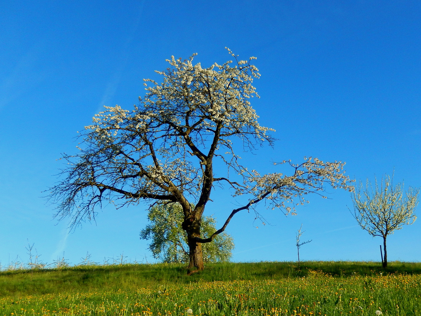 Primavera / Printemps / Frühling...02