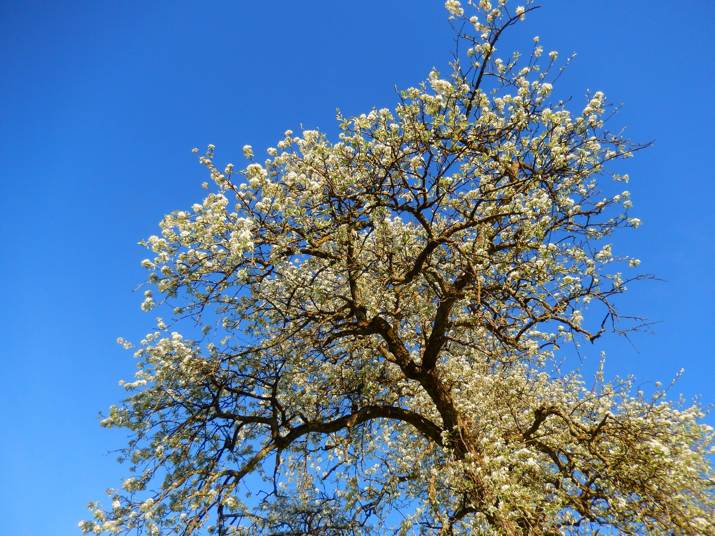 Primavera / Printemps / Frühling...02a