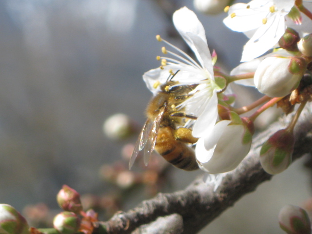 primavera que llega