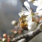 primavera que llega