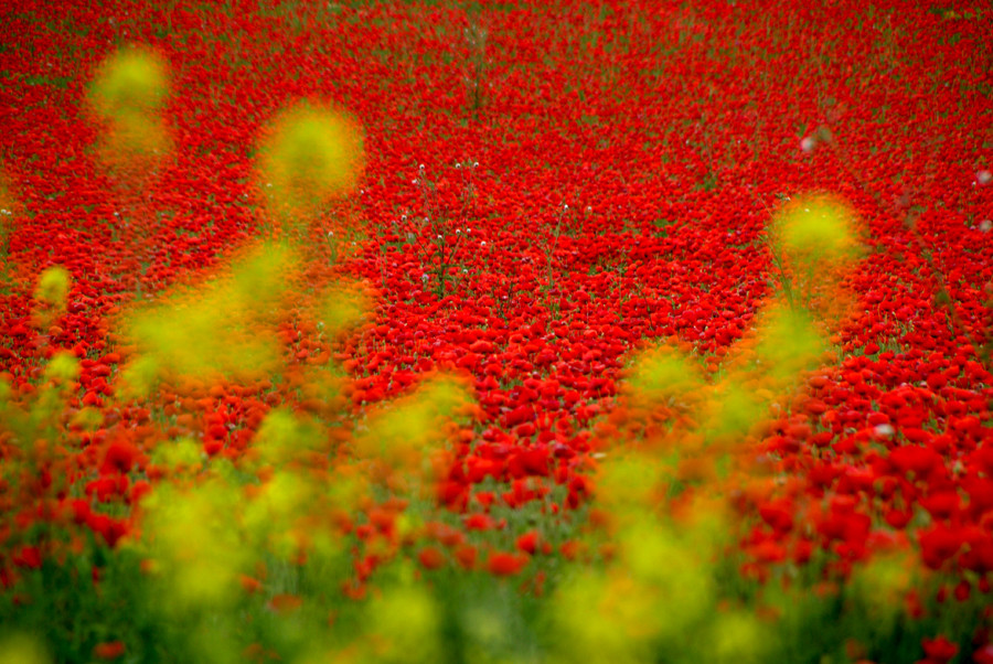 primavera roja 2