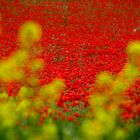 primavera roja 2