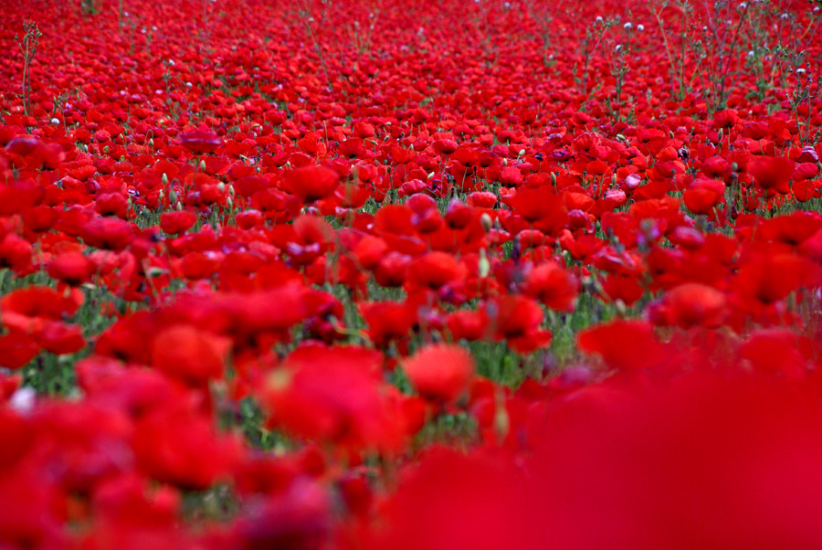 primavera roja 3