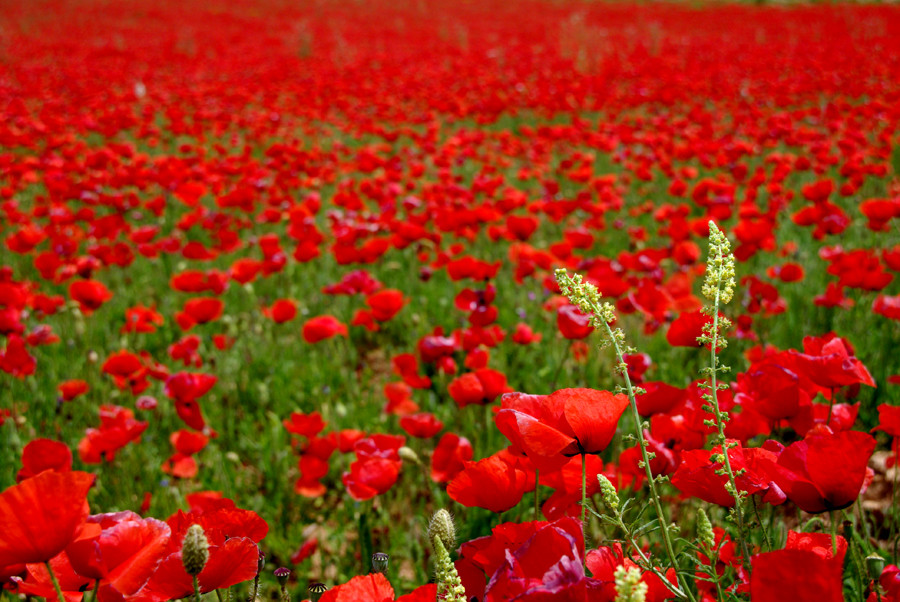 primavera roja