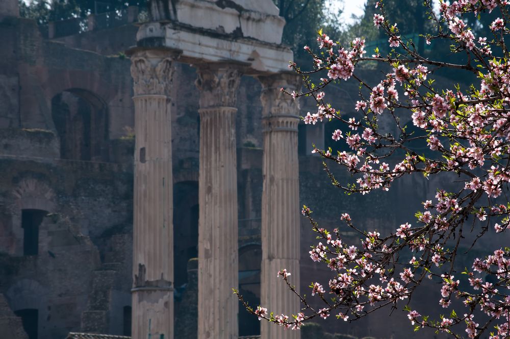 Primavera romana