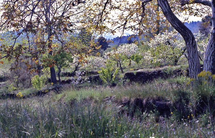 Primavera Siciliana