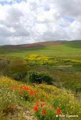 Primavera siciliana