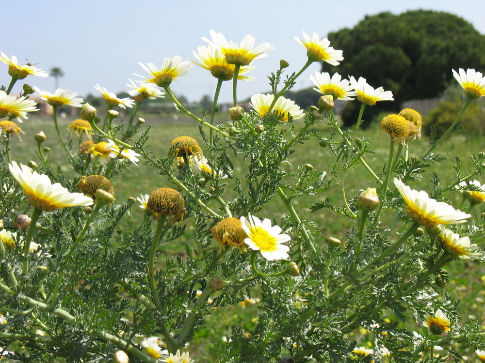 Primavera silvestre